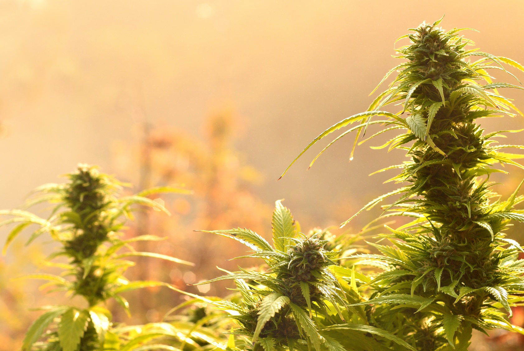 Anwalt BtM Outdoor-Marihuanaplantage vor dem Schöffengericht Wesel